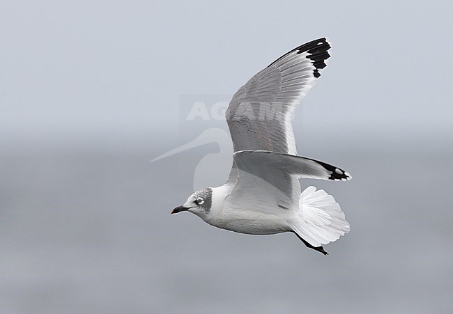 Volwaasen Franklins Meeuw in vlucht, Non-breeding Franklin's Gull stock-image by Agami/Mike Danzenbaker,