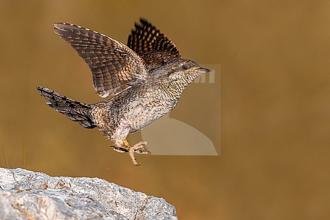 Eurasian Wryneck, Jynx torquilla, in Italy. Taking off from a rock. stock-image by Agami/Daniele Occhiato,