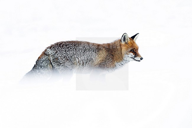 Red Fox (Vulpes vulpes) in the snow during cold winter in Alps of northern Italy. Walking around looking for something to eat. stock-image by Agami/Alain Ghignone,