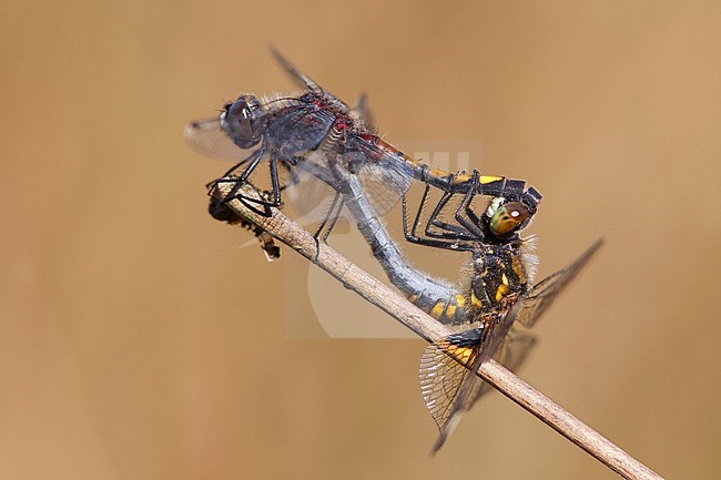 Copula Gevlekte witsnuitlibel; Mating wheel Yellow-spotted Whiteface stock-image by Agami/Fazal Sardar,