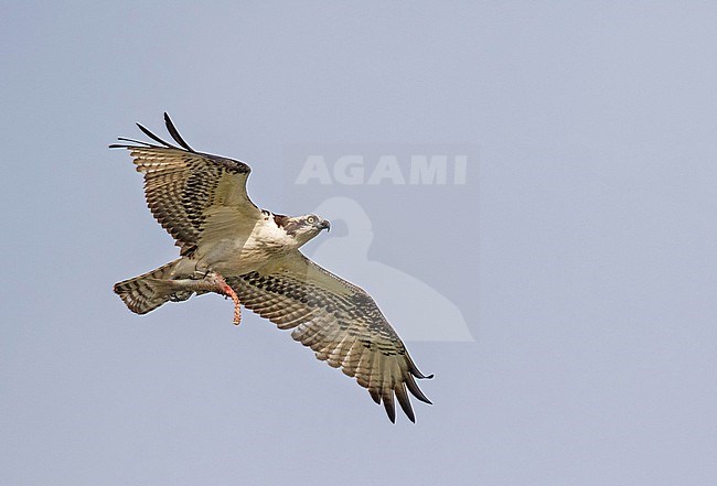 American Osprey, Pandion carolinensis, in Colombia. flying overhead with a fish in its claws. stock-image by Agami/Pete Morris,