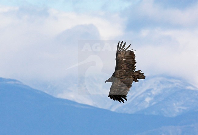 Cinereous Vulture flying; Monniksgier vliegend stock-image by Agami/Markus Varesvuo,