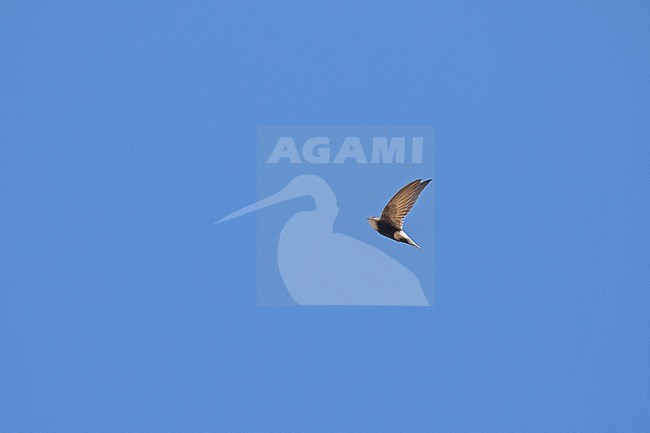 Horus sSwift (Apus horus)  in South Africa. IN flight against a blue sky. stock-image by Agami/Pete Morris,