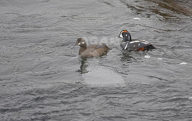 Paartje Harlekijneenden; Pair of Harlequin Ducks stock-image by Agami/Markus Varesvuo,