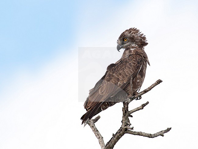 Brown Short-toed Eagle looking over the shoulder. stock-image by Agami/Walter Soestbergen,