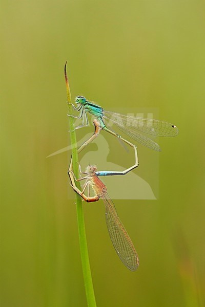 Copula imago Tengere grasjuffer; Mating wheel adult Small Bluetail; Mating wheel adult Scarce Blue-tailed Damselfly stock-image by Agami/Fazal Sardar,