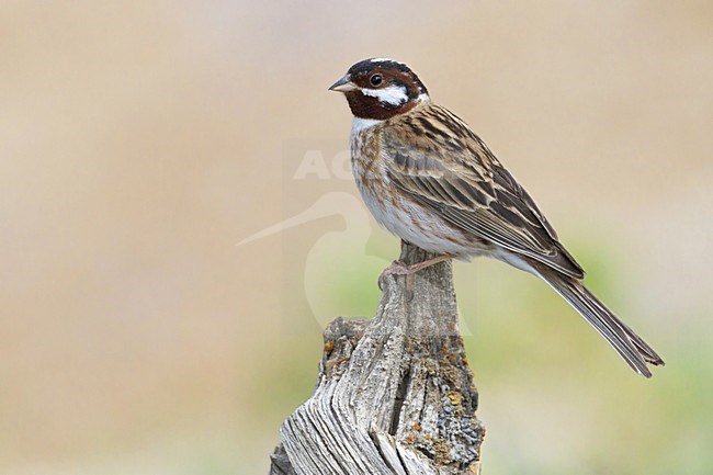 Mannetje Witkopgors, Pine Bunting male stock-image by Agami/Dubi Shapiro,