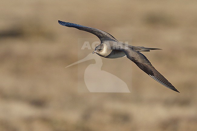 Parasitic Jaeger (Stercorarius parasiticus) flying in Churchill, Manitoba, Canada. stock-image by Agami/Glenn Bartley,