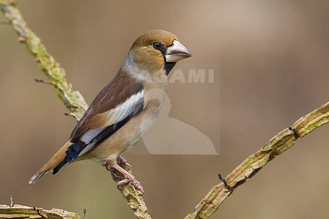 Appelvink; Hawfinch stock-image by Agami/Daniele Occhiato,