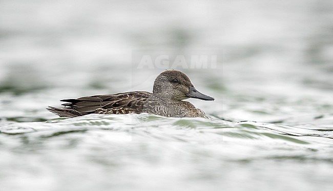 1cy eclipse male Green-winged Teal swimming in Lagoa de Furnas, Sao Miguel, Azores. October 24, 2017 stock-image by Agami/Vincent Legrand,
