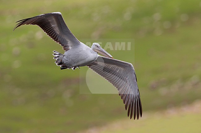 Kroeskoppelikaan in vlucht, Dalmatian Pelican in flight stock-image by Agami/Daniele Occhiato,