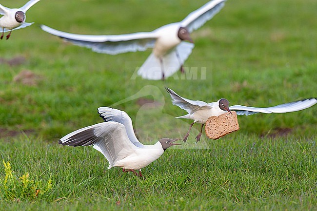 Common Black-headed Gull (Chroicocephalus ridibundus) in the Netherlands. Gulls fighting for bread. stock-image by Agami/Marc Guyt,