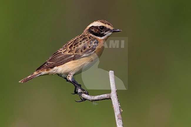 Man Paapje; Male Winchat stock-image by Agami/Daniele Occhiato,