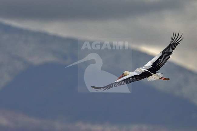 White Stork flying, Ooievaar vliegend stock-image by Agami/Daniele Occhiato,