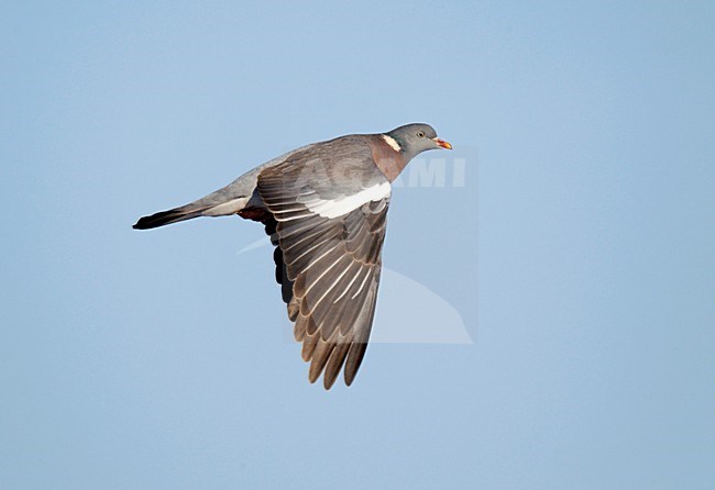 Vliegende, trekkende Houtduif ; Flying, migrating Common Wood Pigeon stock-image by Agami/Ran Schols,