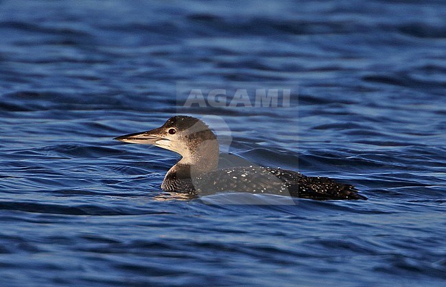 Adult in winterplumage Great Northern Diver (Gavia immer) wintering in Alton Water, Suffolk, United Kingdom. stock-image by Agami/Bill Baston,