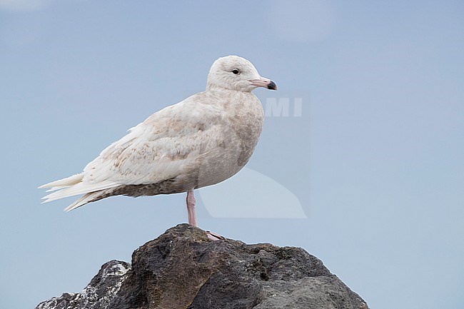 Glaucous Gull (Larus hyperboreus leucerectes), juvenile standing on a rock stock-image by Agami/Saverio Gatto,
