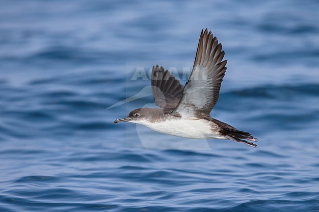 Yelkouanpijlstormvogel in de vlucht; Yelkouan Shearwater in flight stock-image by Agami/Daniele Occhiato,