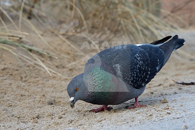 Postduiven in de winter; Feral Pigeons in winter stock-image by Agami/Arnold Meijer,