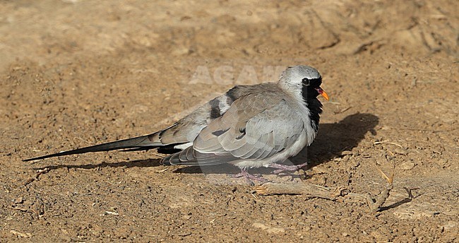 Male Namaqua Dove (Oena capensis) walking on the ground in a desert area in Oman. stock-image by Agami/Aurélien Audevard,