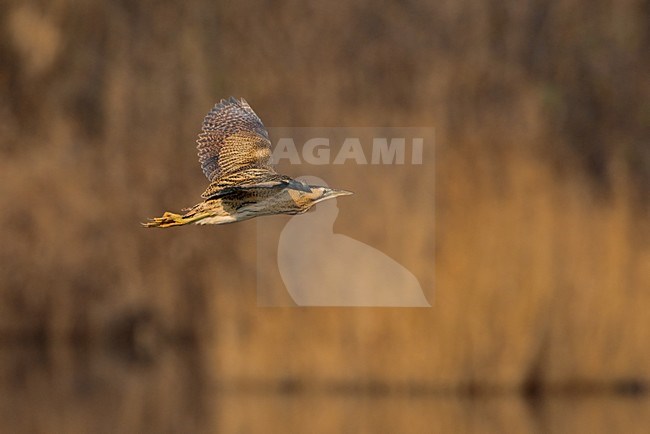 Roerdomp vliegend; Great Bittern flying stock-image by Agami/Daniele Occhiato,
