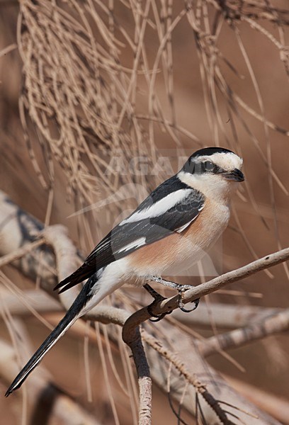 Mannetje Maskerklauwier; Male Masked Shrike stock-image by Agami/Markus Varesvuo,