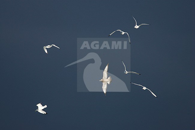 Middelste Jager in de vlucht; Pomarine Skua in flight stock-image by Agami/Menno van Duijn,