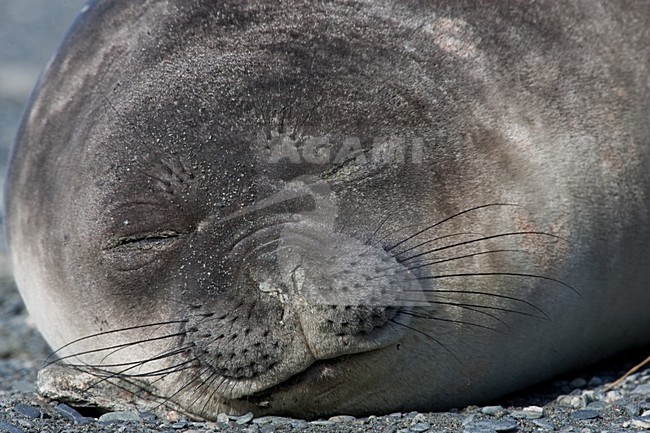 Closeup van de kop van een Zuidelijke Zeeolifant, Close up of the head of a Southern Elephant seal stock-image by Agami/Menno van Duijn,