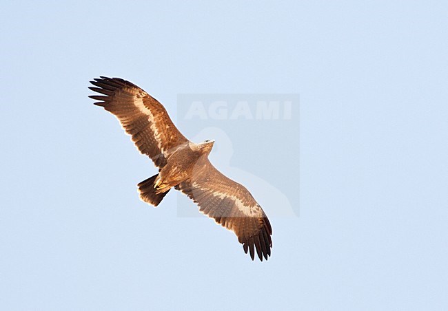Steppearend op doortrek; Steppe eagle on migration in Eilat mountains stock-image by Agami/Marc Guyt,