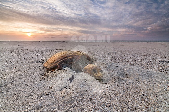 Loggerhead Turtle - Unechte Karettschildkröte - Caretta caretta, Oman, dead carcass at beach stock-image by Agami/Ralph Martin,