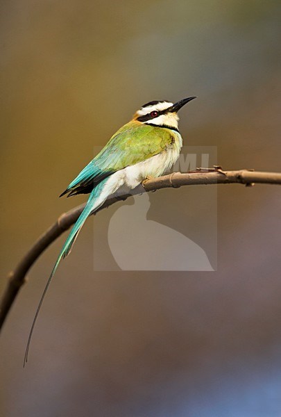 Witkeelbijeneter, White-throated Bee-eater stock-image by Agami/Marc Guyt,