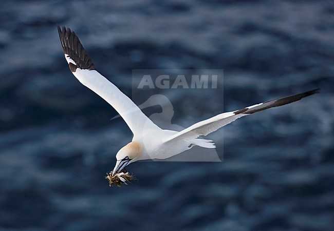 Northern Gannet adult flying; Jan-van-Gent volwassen vliegend stock-image by Agami/Markus Varesvuo,