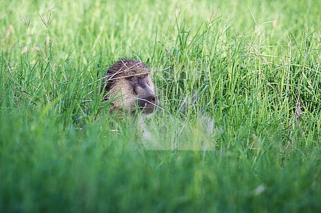 A yellow baboon, Papio hamadryas cynocephalus, in tall green grass. Voi, Tsavo, Kenya stock-image by Agami/Sergio Pitamitz,