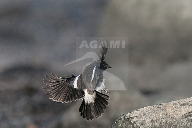 Male Pied Bushchat (Saxicola caprata)side view of bird in flight coming down stock-image by Agami/Kari Eischer,