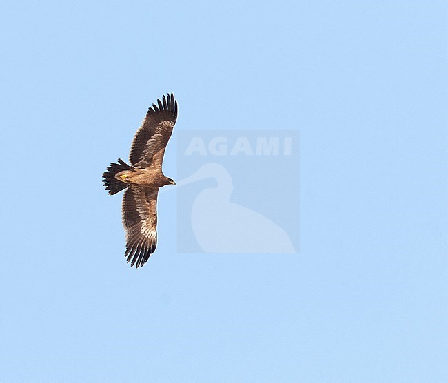 Steppe Eagle (Aquila nipalensis) soaring against a blue sky in Iran. Seen from below. stock-image by Agami/Edwin Winkel,