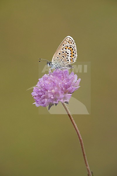 Heideblauwtje zittend op roze bloem; Silver-studded Blue sitting on pink flower; stock-image by Agami/Walter Soestbergen,