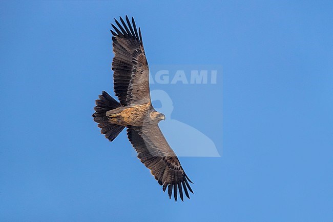 4KJ Keizerarend; 4th year Eastern Imperial Eagle stock-image by Agami/Daniele Occhiato,