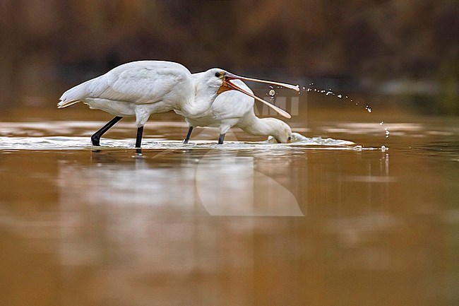 Immature Eurasian Spoonbill, Platalea leucorodia, in Italy. stock-image by Agami/Daniele Occhiato,