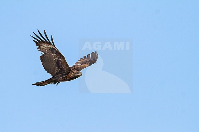 Hybrid (Eastern) Black Kite, Milvus migrans migrans x lineatus, Kazakhstan, second-year bird in flight seen from below. stock-image by Agami/Ralph Martin,
