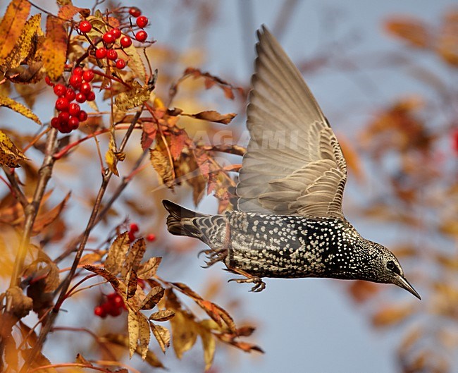 Spreeuw wegvliegend; Common Starling taking off stock-image by Agami/Markus Varesvuo,