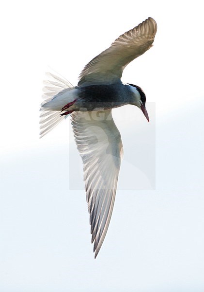 Biddende Witwangstern; Hovering Whiskered Tern stock-image by Agami/Marc Guyt,