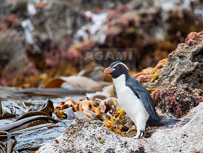 Adult Snares Penguin (Eudyptes robustus) standing on a rock at the water edge on The Snares, a subantarctic Island group south off New Zealand. stock-image by Agami/Marc Guyt,