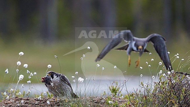 Peregrine male has just brought a prey to female at nest (Falco peregrinus) Vaala Finland June 2017 stock-image by Agami/Markus Varesvuo,