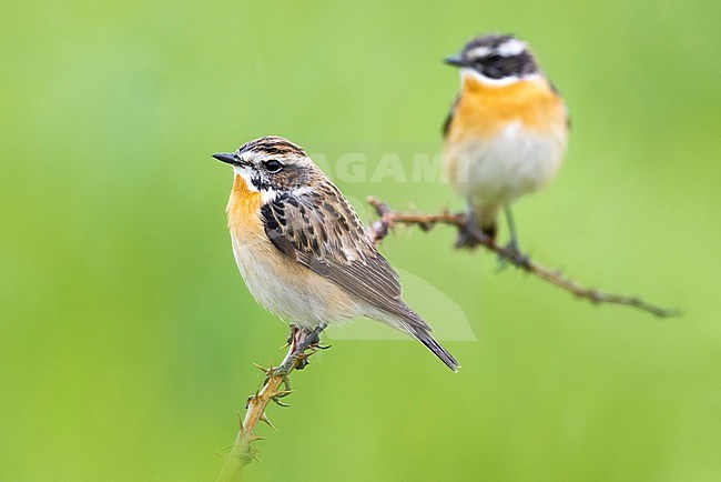 Whinchat (Saxicola rubetra) in Italy. stock-image by Agami/Daniele Occhiato,