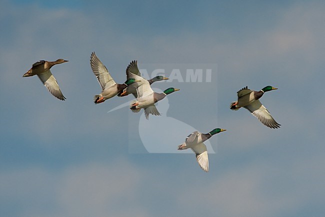 Wilde Eend vliegend; Mallard in flight stock-image by Agami/Daniele Occhiato,