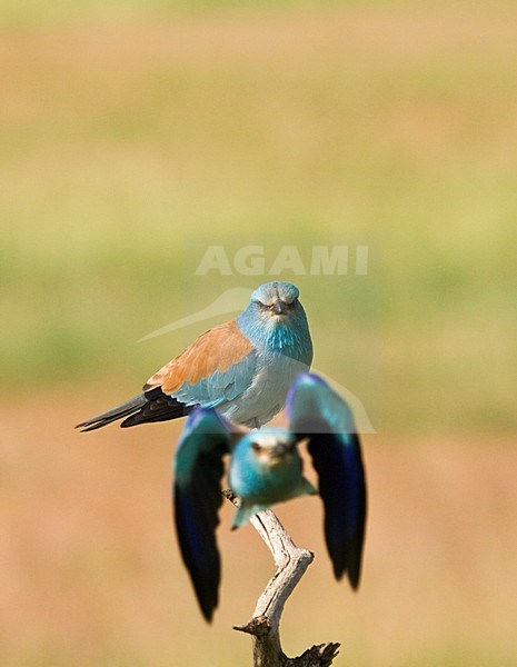 Paartje Scharrelaars blatsend en parend; Pair of European Rollers displaying and mating stock-image by Agami/Marc Guyt,