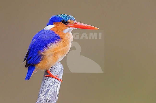 Malachite Kingfisher (Corythornis cristatus), side view of an adult perched on a branch, Mpumalanga, South Africa stock-image by Agami/Saverio Gatto,