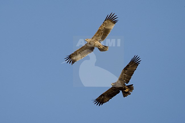 Keizerarend in vlucht; Asian Imperial Eagle in flight stock-image by Agami/Daniele Occhiato,