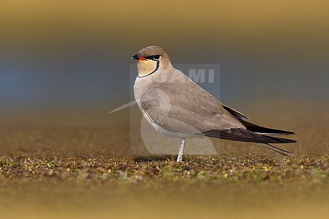 Collared Pratincole, Glareola pratincola, in Italy. stock-image by Agami/Daniele Occhiato,