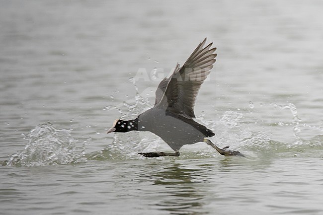 Meerkoet lopend over water; Eurasian Coot running on water stock-image by Agami/Daniele Occhiato,